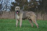 IRISH WOLFHOUND 329